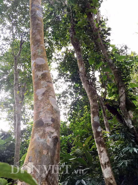 Rừng chè cổ "trăm năm tuổi": Với số lượng hiện ước còn cả ngàn cây với tuổi đời nhiều cây hiện đã trên 200 tuổi, rừng chè này có những cây chè "cổ nhất" ở Quảng Ngãi. Theo lời lý giải của các già làng trong vùng thì có lẽ do khí hậu ở núi Cà Đam lạnh quanh năm; còn đất thì khô cằn...vì vậy dù chiều cao có cây lên đến 20-30m, thế nhưng thân chỉ to bằng cổ chân người lớn và thẳng đuột, chứ không to và xòe tán rộng như chè ở những nơi khác. Tuy nhiên bù lại số cây chè này cho chất lượng sạch, ngon... ít nơi nào sánh bằng.