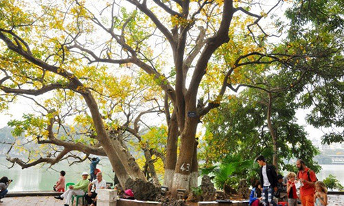 Cây lộc vừng 9 gốc bên hồ Gươm.