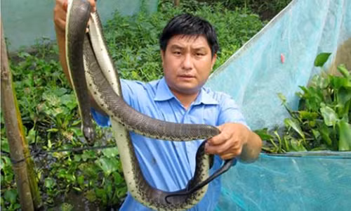 Hai hung cach nuoi ran ri ca trong veo, thu tram trieu