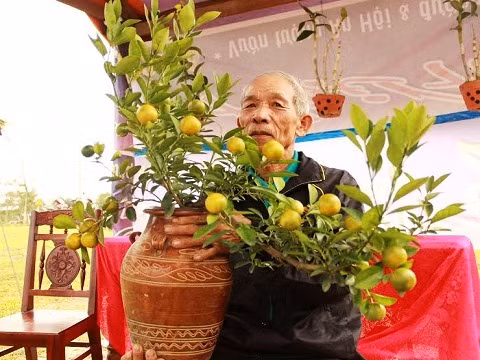 Để giới thiệu đến du khách những chậu quật ấn tượng nhất, ngay từ sáng sớm, những nghệ nhân trồng quật nổi tiếng đã tất bật trưng bày và trang trí chăm sóc cho cây quật của mình.