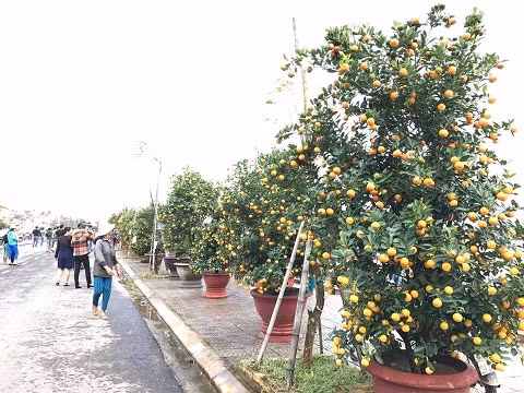 Theo quan niệm của người xưa, chưng một cây quất cảnh lá tươi xanh, quả trĩu vàng vào ngày tết Nguyên Đán là cách để thể hiện mong ước về một năm mới nhiều may mắn, tài lộc và sự viên mãn trong mỗi gia đình. Với niềm tin như thế, trong những năm trở lại đây, làng nghề trồng hoa cây cảnh ở xã Cẩm Hà, Hội An nổi lên như là nơi quy tụ những nghệ nhân trồng quật cảnh nổi tiếng tại Việt Nam.