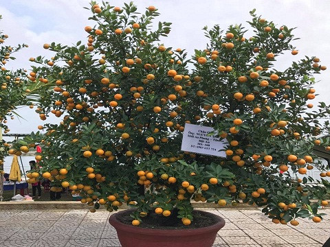 Được tận mắt chứng kiến các nghệ nhân trình diễn cách thức trồng cây quật, khâu, chiết, tỉa cành, tạo dáng,… và thưởng thức những món quà quê thơm thảo chế biến từ trái quật như: quật ngào, nước quật, rượu quật, mứt quật… các món đặc sản Cao Lầu, Mỳ Quảng, Bánh Xèo, nước hạt é… rất nhiều du khách chia sẻ, họ thực sự bất ngờ.