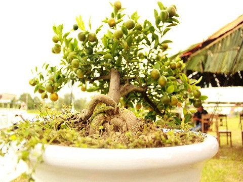 Ngày hội là nơi trưng bày hàng chục cây quất “thế” được tạo hình nghệ thuật độc đáo từ các nghệ nhân hàng đầu làng quật cảnh Cẩm Hà, với hàng trăm chậu quật lớn nhỏ khác nhau, có giá từ vài trăm nghìn đến chục triệu đồng.