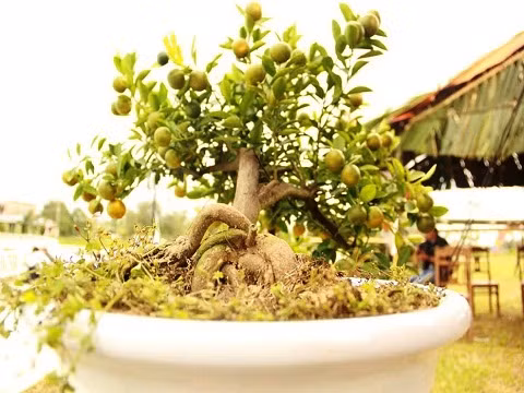 Ngày hội là nơi trưng bày hàng chục cây quất “thế” được tạo hình nghệ thuật độc đáo từ các nghệ nhân hàng đầu làng quật cảnh Cẩm Hà, với hàng trăm chậu quật lớn nhỏ khác nhau, có giá từ vài trăm nghìn đến chục triệu đồng.