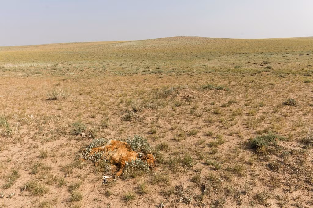 Altansukh Purev, 38 tuổi, kể rằng anh rời bỏ thảo nguyên sau khi mất 39 con bò và gần 400 con cừu. Đàn bò đi lang thang trong trời tuyết rồi không bao giờ trở lại. Vào một buổi sáng khác, Altansukh Purev thức giấc và phát hiện đàn cừu đã chết vì lạnh. Không còn cách nào khác, gia đình anh buộc phải rời thảo nguyên.