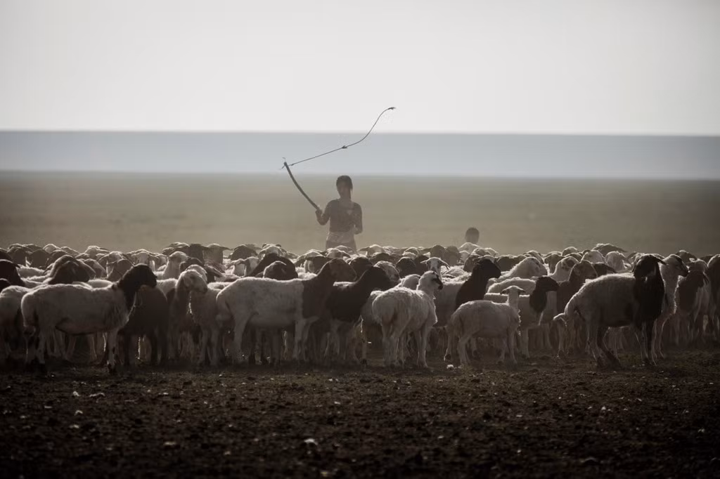 Mùa hè khô cằn làm cỏ không thể mọc trong khi tiết trời giá lạnh mùa đông lại đòi hỏi nguồn cung cỏ khô lớn hơn cho các loại gia súc. Những đợt Zud kéo về làm đe dọa sự sống của gia súc và ảnh hưởng kế sinh nhai của nhiều người du mục. Guardian dẫn thống kê của chính phủ Mông Cổ cho biết đợt Zud từ năm 1999 đến 2009 đã giết chết tổng cộng 18 triệu động vật, kéo theo làn sóng di dân về thành phố.