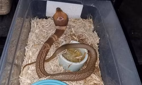 TP My bao dong vi ran ho mang kich doc song chuong