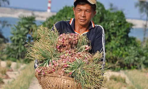 Nguy co xoa so dac san Ly Son