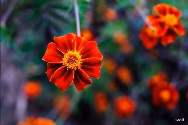 Bấy nhiêu thôi cũng đủ để chúng ta không thể từ chối loài hoa đặc sắc mang tên “cúc dại”.