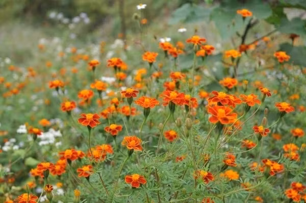 Hoa chen cùng với những thân ngô, vươn mình đón ánh nắng mặt trời, để tăng lên nguồn sức sống. Đi trên con đường ngoằn ngoèo của Hà Giang, chúng ta bắt gặp loài hoa dại đang đua nhau tô điểm, như mời gọi sự chiêm ngưỡng của những nhà lữ hành. Những vạt hoa như nụ cười của những cô gái H’Mông trong ngày mùa rộn rã, uyển chuyển theo những cơn gió đầu đông, làm nao lòng kẻ qua đường. Không chỉ vậy, loài hoa đặc sắc này còn là nguồn cảm hứng cho rất nhiều nhà nhiếp ảnh gia, chắc chắn sẽ mang lại những bức ảnh tuyệt vời nhất đến với công chúng.