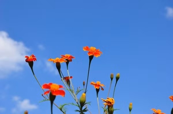 Đi trên con đường ngoằn ngoèo bất cứ đâu ở Hà Giang, bạn cũng có thể bắt gặp loài hoa dại rực rỡ sức sống này.