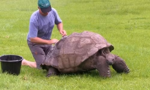 Một chuyên gia đang tắm cho rùa Jonathan - con vật sống lâu nhất trên hành tinh.