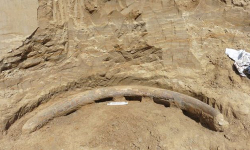 Kinh ngac nga voi ma mut “ngoai co” 1 trieu nam tuoi