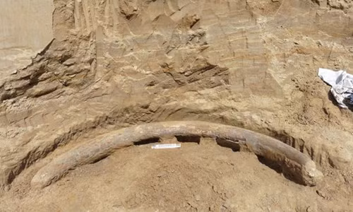 Kinh ngac nga voi ma mut “ngoai co” 1 trieu nam tuoi