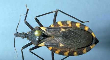 Bọ xít hút máu: Theo những nghiên cứu đã được thực hiện trên thế giới, bọ xít hút máu người có thể truyền ký sinh trùng nội bào Trypanosoma cruzi vào cơ thể người qua những vết đốt, gây nên bệnh ngủ chaga. Mắc căn bệnh nguy hiểm này, nạn nhân sẽ rơi vào tình trạng mệt mỏi, buồn ngủ và mất khả năng miễn dịch. Khi trở thành mãn tính, bệnh có thể gây nghẽn mạch máu dẫn đến tử vong.