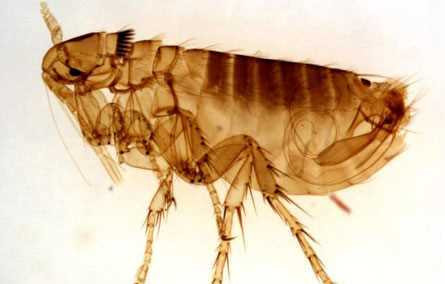 Bọ chét, rận, ve chó: Có kích thước rất nhỏ, các loài côn trùng này có thể sống trong bụi rậm hoặc trên cơ thể nhiều loài vật nuôi như chó, mèo. Những vết đốt của chúng không chỉ gây đau nhói, sưng hay dị ứng mà còn có thể gây cho người bệnh sốt mẩn đỏ. Bọ chét chuột còn là vật trung gian truyền bệnh hạch, từng gây nên dịch làm chết hàng chục triệu người ở Châu Âu.