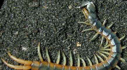 Rết: Chúng có thể tiết chất độc khi cắn bằng hàm răng phía trước, làm đối tượng sưng tấy. Nọc độc của rết không gây chết người, nhưng khiến người bị cắn cực kỳ đau đớn. Những triệu chứng đi kèm là nôn mửa và sốt.