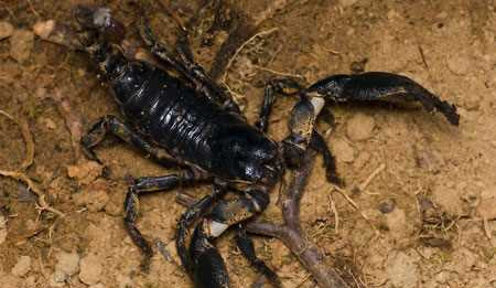 Bọ cạp: Những vết đốt bằng ngòi chích ở đuôi của các loài bọ cạp này giống như vết ong đốt, gây sưng phồng, đỏ và đau nhức, đôi khi còn bị bầm tím. Có khi nạn nhân chỉ cảm thấy hơi bị ngứa rát ở chỗ bị chích nhưng liền sau đó bị chóng mặt, đổ mồ hôi chảy nước mắt, nước mũi, buồn nôn, cứng chân tay. Một số trường hợp hạn hữu, nọc bọ cạp có thể gây sốc phản vệ, nguy hiểm đến tính mạng.