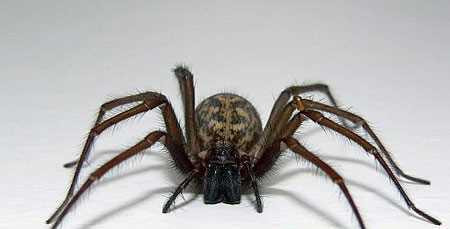 Nhện: Các loài nhện ở Việt Nam không độc như nhiều đồng loại của chúng ở châu Phi hay Nam Mỹ. Vết đốt của nhện thường làm da phồng lên, đỏ và nhức. Đôi khi gây chóng mặt, sốt nhưng không quá nguy hiểm.