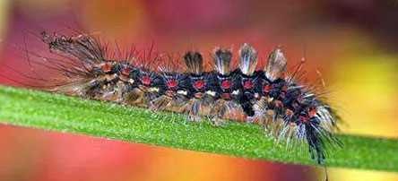 Sâu róm: Sâu róm là ấu trùng của bướm. Chúng không đốt người, nhưng lông gai của hầu hết các loài sâu róm tiết ra chất làm ngứa rát da khi con người chạm phải. Lông gai của một số loài có thể gây đau nhức dữ dội ở vùng da tiếp xúc, đi kèm với việc mề đay mẩn ngứa do dị ứng. Những triệu chứng khác gồm sưng hạch, nhức đầu, sốt, hạ huyết áp và co giật, diễn tiến nặng có thể tử vong.