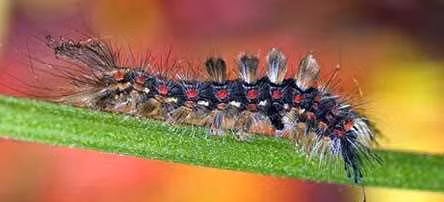 Sâu róm: Sâu róm là ấu trùng của bướm. Chúng không đốt người, nhưng lông gai của hầu hết các loài sâu róm tiết ra chất làm ngứa rát da khi con người chạm phải. Lông gai của một số loài có thể gây đau nhức dữ dội ở vùng da tiếp xúc, đi kèm với việc mề đay mẩn ngứa do dị ứng. Những triệu chứng khác gồm sưng hạch, nhức đầu, sốt, hạ huyết áp và co giật, diễn tiến nặng có thể tử vong.