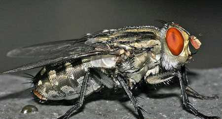 Ruồi trâu: Ruồi trâu là một loại ruồi lớn thường đốt và và hút máu gia súc. Chúng cũng không tha cho cả con người. Vết đốt của ruồi trâu gây đau nhức dai dẳng, có thể kéo dài nhiều ngày và sinh ra những biến chứng khác như sốt cao, co giật, hôn mê.