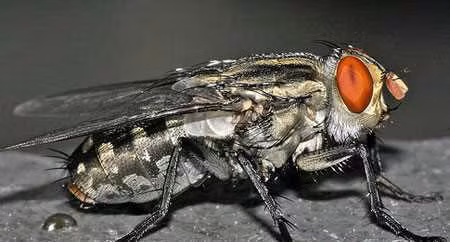 Ruồi trâu: Ruồi trâu là một loại ruồi lớn thường đốt và và hút máu gia súc. Chúng cũng không tha cho cả con người. Vết đốt của ruồi trâu gây đau nhức dai dẳng, có thể kéo dài nhiều ngày và sinh ra những biến chứng khác như sốt cao, co giật, hôn mê.