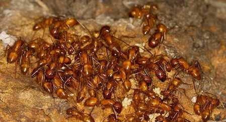 Kiến lửa: Vết đốt của kiến lửa không gây nguy hiểm đến tính mạng, nhưng cảm giác nhói buốt dai dẳng thật sự là một điều rất kinh khủng. Nọc của một trong những loại động vật mi nhon nhưng cực kỳ nguy hiểm này có thể gây ra những triệu chứng như chóng mặt, hoa mắt, thở gấp hay sốc..., phụ thuộc vào hệ miễn dịch của người bị đốt.