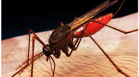 Muỗi: Tưởng như vô hại, nhưng muỗi đốt cũng là nguyên nhân làm nhiễm trùng da, gây sốt. Trong các loài muỗi, muỗi anophen có thể truyền bệnh sốt rét. Những kí sinh trùng này sống và sinh sôi trong tế bào máu của con người và gây ra những triệu chứng như buồn nôn, cúm, sốt và những cơn lạnh. Trong trường hợp nguy hiểm, căn bệnh này khiến người bệnh hôn mê rồi tử vong.