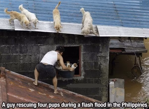 Người đàn ông đang cố gắng di chuyển những chú chó con lên mái nhà - nơi những chú chó to đang dõi theo.