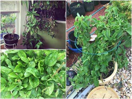 Trong 60m2 vườn còn có cả những loại thuốc quý để phục vụ việc chữa bệnh đơn giản cho các thành viên trong gia đình như lá tần dày, cây lược vàng, mã đề…