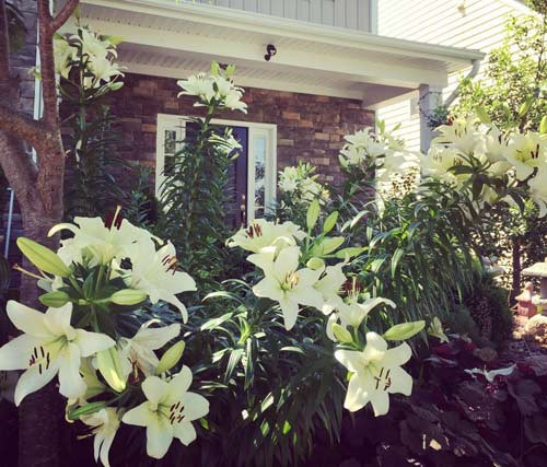 Hàng hoa ly tuyệt đẹp ngay trước nhà.