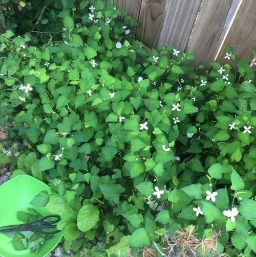 Một khu trồng rau diếp cá.