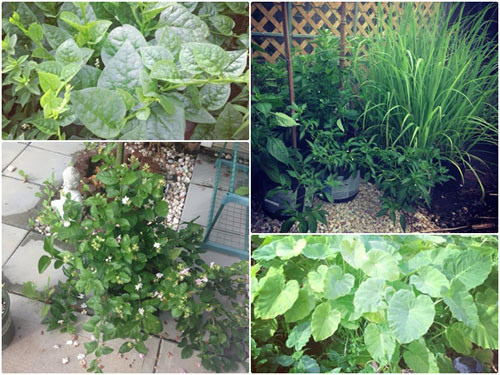 Những loại rau thân thuộc với người Việt như dọc mùng, rau tơi cũng được chị Quỳnh trồng trên đất Mỹ.