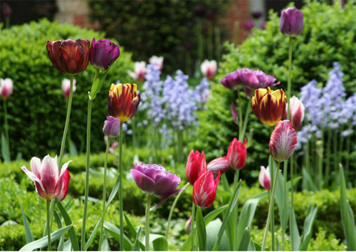 2. Show trình diễn của mùa xuân Không có gì ảm đạm hơn khi mùa đông qua và khu vườn nhà chẳng có chút màu sắc. Một vài cây tulip, thủy tiên vàng, lục bình, bồ công anh hay hoa hồng sẽ đem lại sức sống bắt đầu một năm mới.