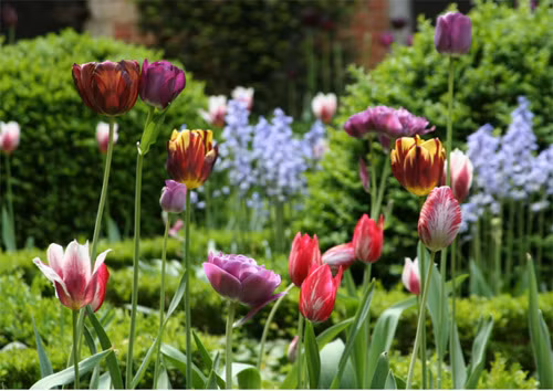 2. Show trình diễn của mùa xuân Không có gì ảm đạm hơn khi mùa đông qua và khu vườn nhà chẳng có chút màu sắc. Một vài cây tulip, thủy tiên vàng, lục bình, bồ công anh hay hoa hồng sẽ đem lại sức sống bắt đầu một năm mới.