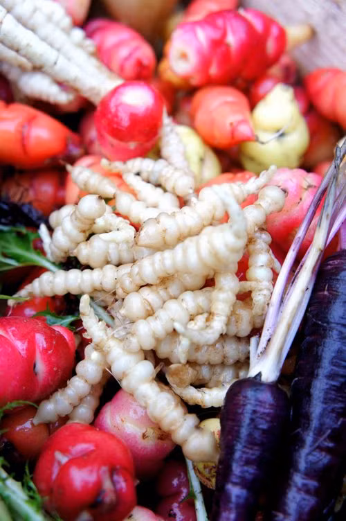 Là một thành viên của gia đình các cây họ bạc hà, chúng được cho là một trong những loại rau củ ngon, là một thực vật giàu dinh dưỡng.