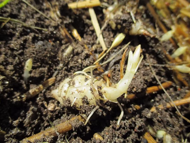 Loại atiso này có tên khoa học là Stachys affinis. Chúng là một trong những loại rau dễ trồng lâu năm nhất trong khu vườn, thích hợp với thời tiết ôn đới.