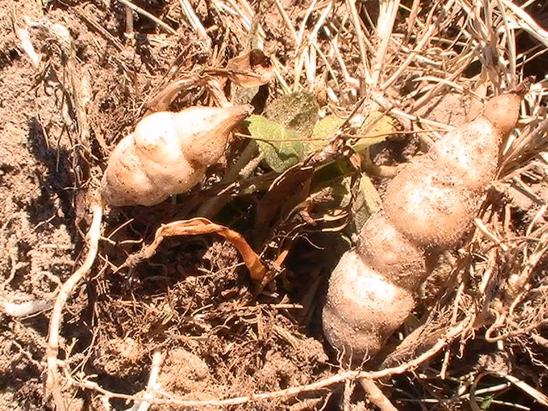 Chúng rất dễ trồng chỉ với ánh sáng đầy đủ và thích hợp để trồng ở mọi loại đất.