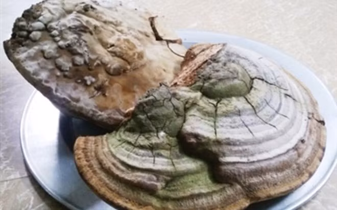 Đây là hai cây nấm linh chi khổng lồ, mỗi cây nặng 3,6kg, đường kính 40cm vừa được người dân phát hiện tại cây đa cổ thụ thuộc xã Tân Phong, huyện Ninh Giang, tỉnh Hải Dương.