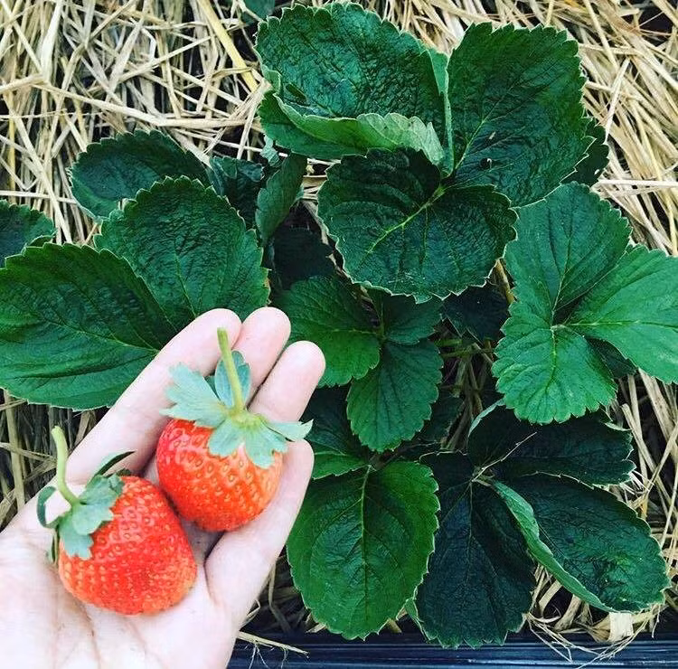 Không chỉ ở Đà Lạt mới có dâu tây. Cách rừng thông chỉ 1 km, vườn trồng hoa lan và dâu tây hiện ra tạo nên một trải nghiệm mới mẻ thú vị cho chuyến đi này. Những trái dâu chín đỏ mọng được chăm sóc kỹ lưỡng, mang mùi thơm quyễn rũ, vị thì chua ngọt thanh mát chỉ có vào tháng 11 đến tháng 4. Các bạn có thể tự tay hái dâu và thưởng thức chúng. Ảnh: Trangkieu239.