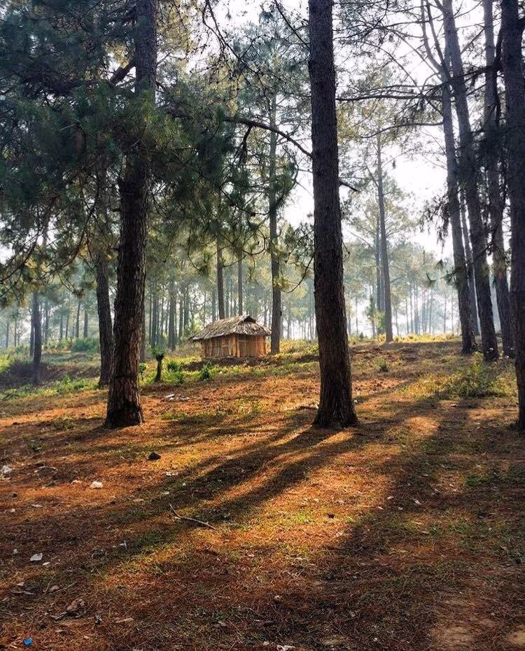 Rừng thông bản Áng có khí hậu ôn hòa, không khí trong lành là tạo cảm giác thư thái, thoải mái khiến khu rừng đã đẹp lại càng trở nên đáng yêu, hấp dẫn hơn. Những nếp nhà sàn nằm thấp thoáng, ẩn hiện tạo nên khung cảnh lung linh, huyền ảo. Ảnh: Dpdpanda.