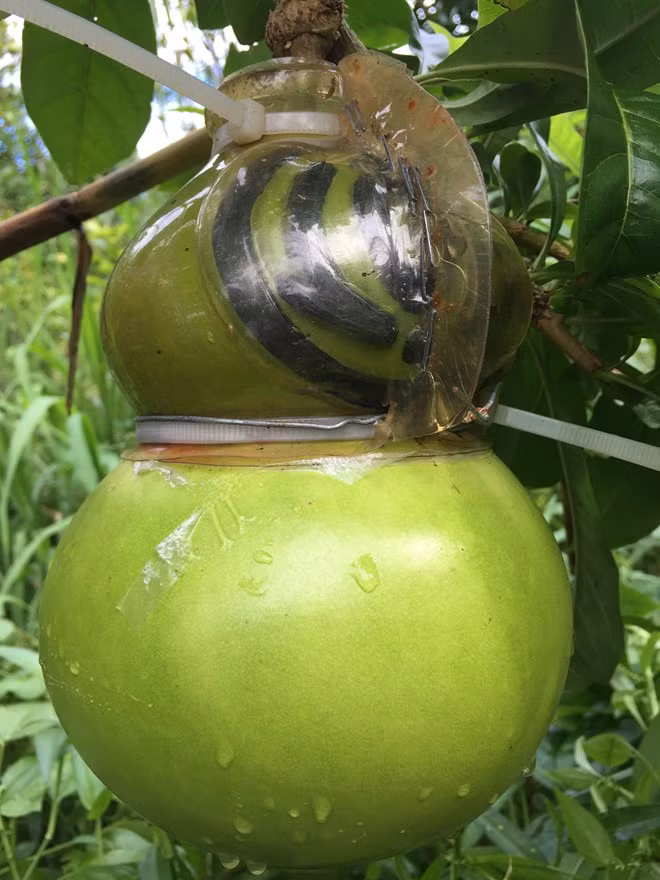 Theo ông Quốc, đào tiên tạo hình khá đơn giản, chỉ cần chọn những trái bóng đẹp, tròn cho vào khuôn chăm sóc đúng kỹ thuật là sẽ có sản phẩm như ý muốn. Thông thường nhà vườn mất 5-6 tháng để tạo hình hoàn chỉnh sản phẩm. Vườn ông Quốc đang có 100 cây đào tiên cho trái tạo hình, sẽ thu hoạch vào 20 Tết. Ông dự kiến thu khoảng 120 triệu đồng từ việc bán loại trái cây này.