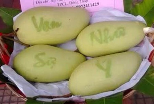 Nông dân trồng xoài ở Đồng Tháp năm nay cũng cho ra mắt những trái xoài được khắc chữ “vạn sự như ý” để bán chưng Tết. Anh Huỳnh Thanh Khoa ở xã Tân Thuận Đông, TP Cao Lãnh, cho biết đây là cách tăng giá trị sản phẩm. Nếu 1 kg trái thương phẩm thường bán với mức 40.000 - 80.000 đồng thì xoài khắc chữ sẽ có giá khoảng 300.000 đồng/trái. Anh Khoa cùng các thành viên Hội làm vườn xã Tân Thuận Đông ước tính sẽ khắc chữ lên 5.000 trái xoài để cung cấp cho thị trường Tết này.