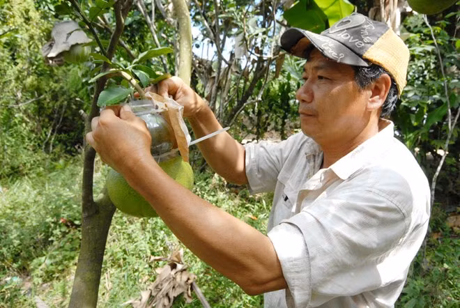 Ông Võ Trung Thành, chủ nhiệm câu lạc bộ bưởi tạo hình xã Phú Tân, huyện Châu Thành – Hậu Giang, cho biết lượng bưởi tạo hình cung cấp cho Tết năm nay giảm gần 50% so với mọi năm. Riêng câu lạc bộ của ông chỉ có khoảng 2.000 trái bưởi hồ lô, trong khi các năm trước khoảng 10.000 trái.
