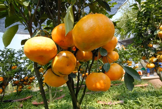 Các loại cây ăn trái làm kiểng cũng đang được nông dân tích cực chăm bón để kịp bán ra thị trường trước ngày 23 tháng Chạp. Nông dân vùng trồng quýt hồng Lai Vung - Đồng Tháp dự kiến các loại quýt kiểng sẽ có giá bán 1,5 – 5 triệu đồng/cây.