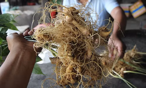 Doi tuong trom 500 goc sam Ngoc Linh la can bo bao ve rung