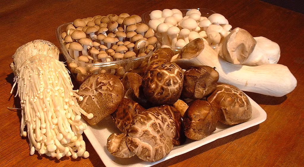 Giáo sư Đức chia sẻ, nấm vốn là một thực phẩm ích khí, có thể trừ phong, bổ huyết, lợi dạ dày.Dân gian còn có kinh nghiệm dùng nấm để chữa các bệnh như đau đầu, chóng mặt.Nghiên cứu hiện đại cũng đã chứng minh rằng nấm có thể điều tiết chức năng miễn dịch, làm giảm khả năng gây ra các khối u, là thực phẩm có tác dụng hiệu quả trong phòng chống ung thư. 