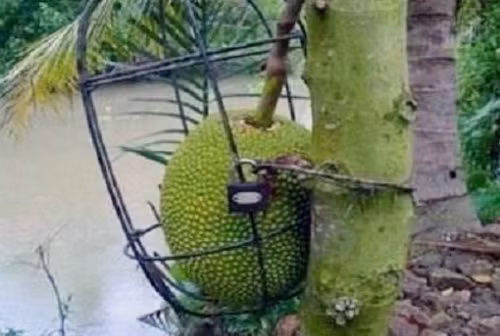 Trước vấn nạn "mít tặc" này cứ phải khóa và cho vào lồng sắt cho chắc.