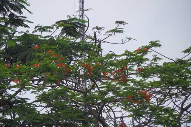 Các tuyến phố Quang Trung, Nguyễn Đức Cảnh xung quanh bờ hồ Tam Bạc, khu vực bờ hồ An Biên… và nhiều tuyến phố của Hải Phòng, phượng đã bắt đầu nở những bông hoa đỏ chói để du khách và người dân chiêm ngưỡng.